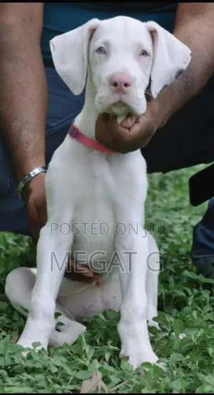 1-3 months Male Purebred Great Dane