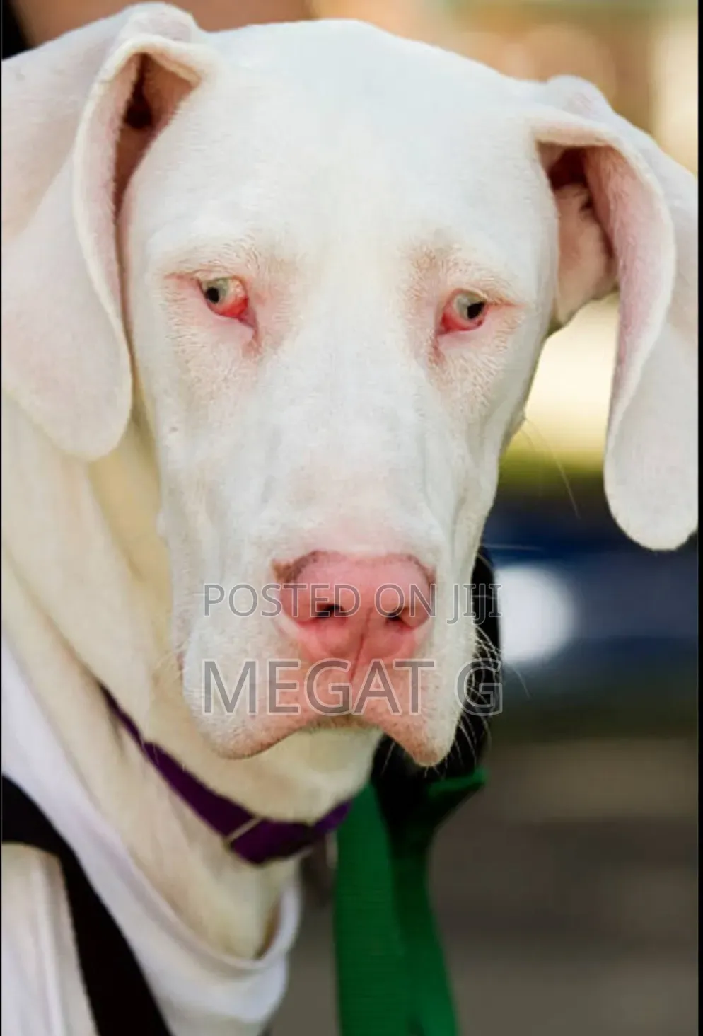 1-3 months Female Purebred Great Dane