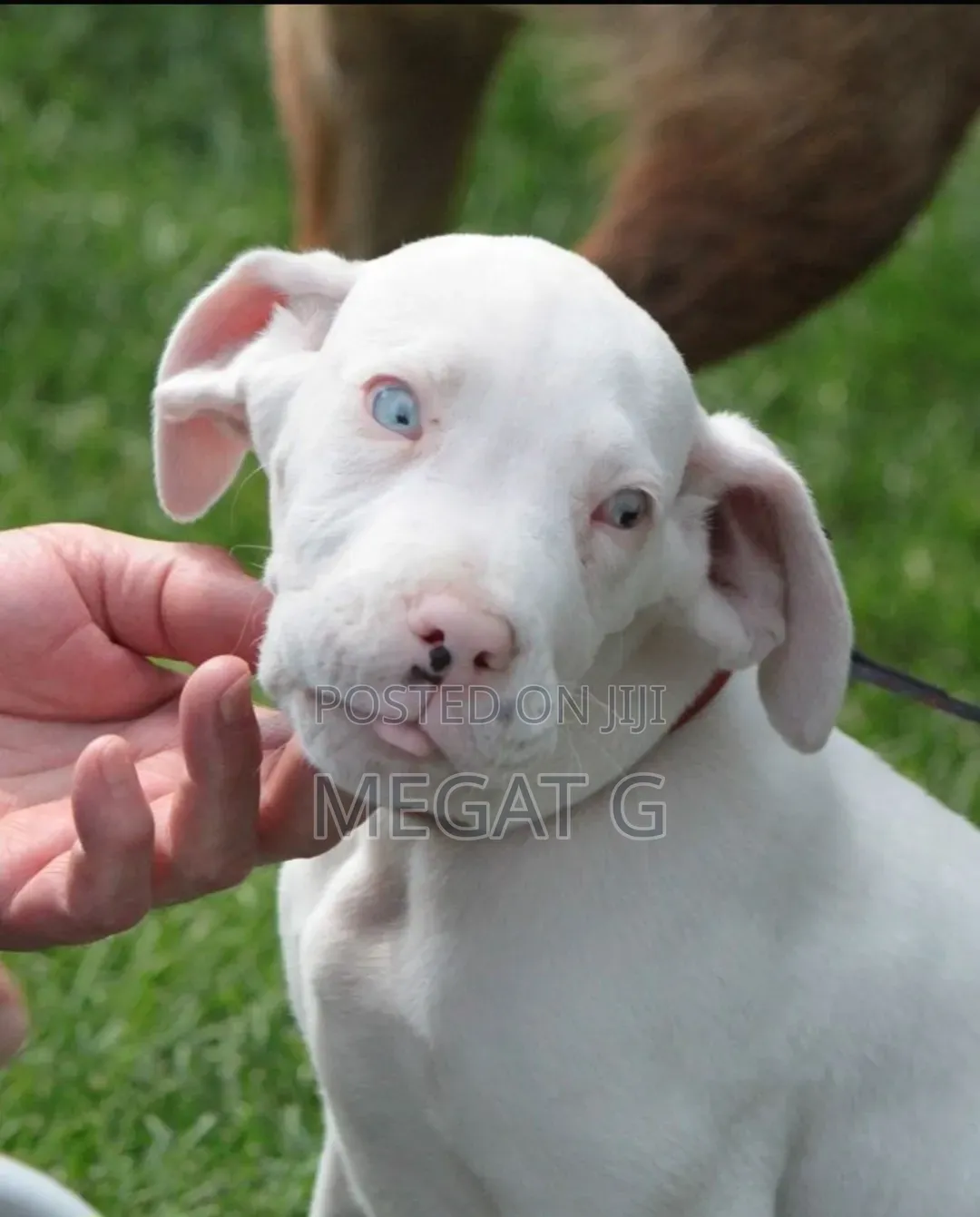 1-3 months Male Purebred Great Dane