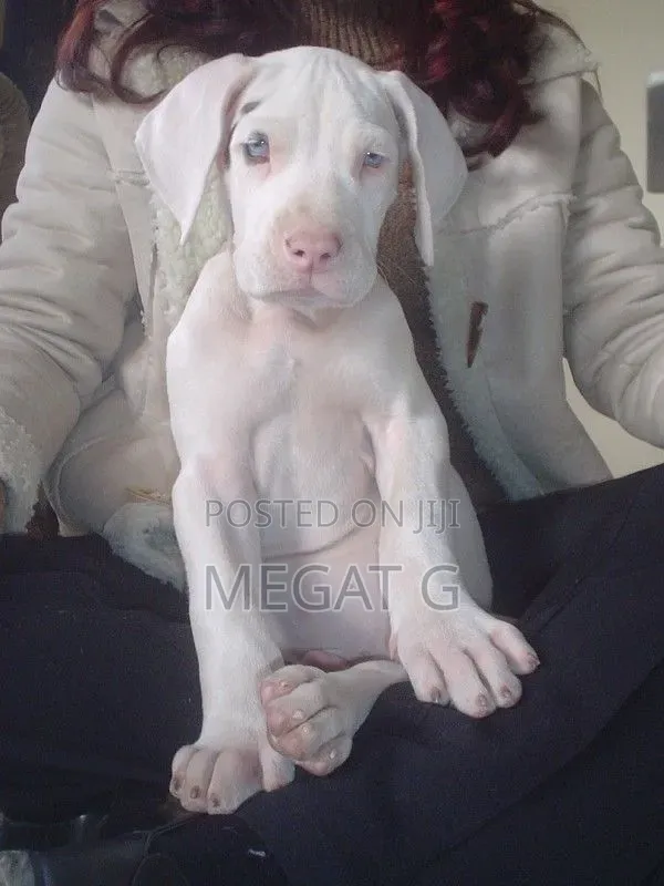 1-3 months Female Purebred Great Dane