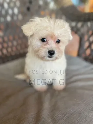 1-3 months Male Purebred Maltese
