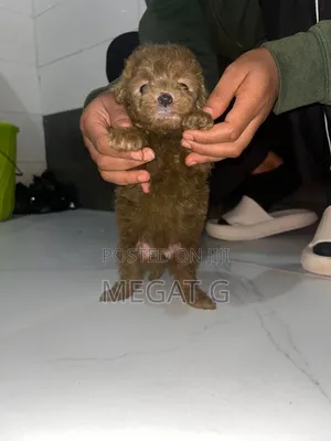 1-3 months Male Purebred Maltipoo
