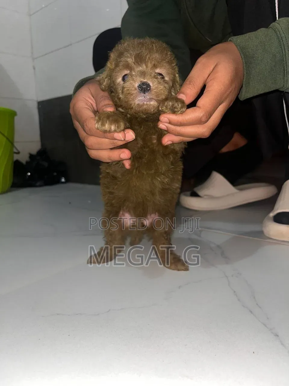 1-3 months Male Purebred Maltipoo