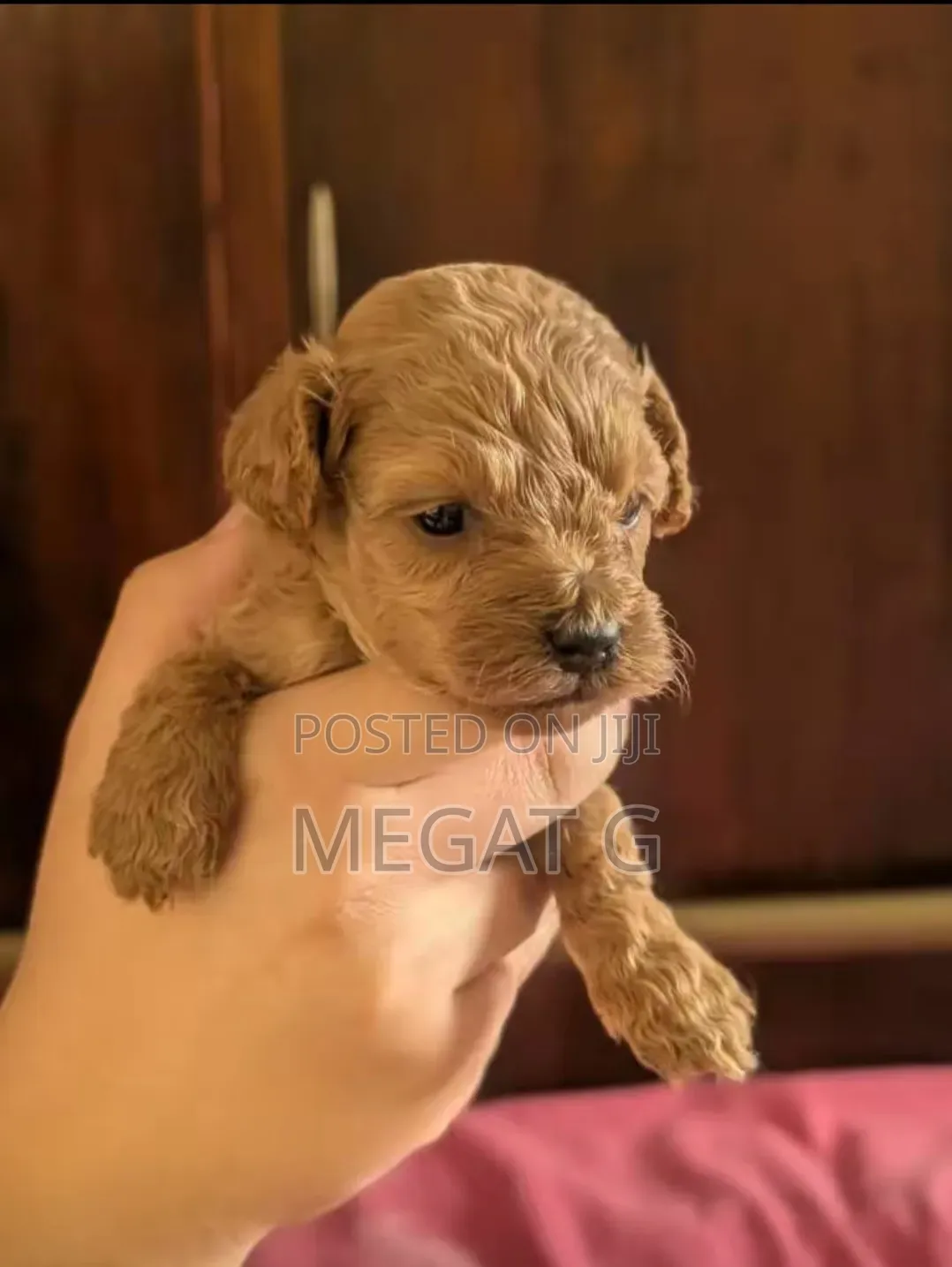 1-3 months Male Purebred Maltipoo