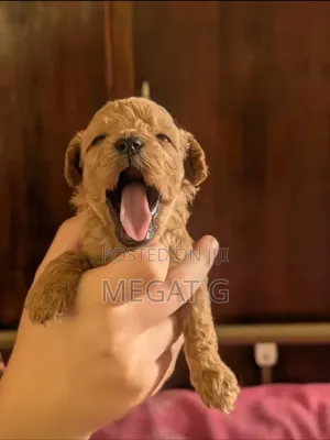 1-3 months Male Purebred Maltipoo