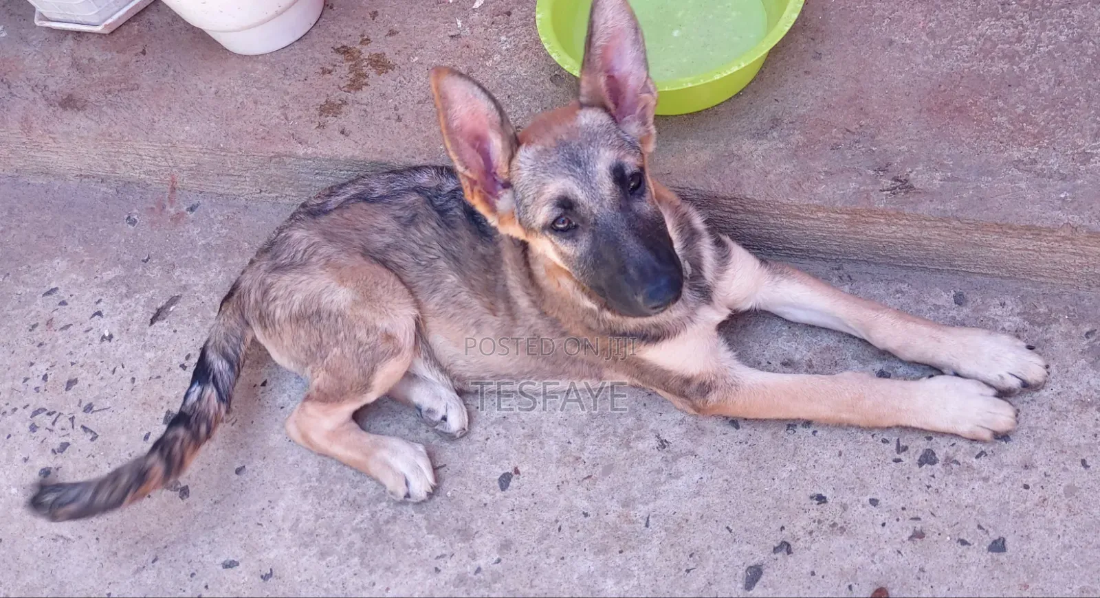 3-6 months Female Purebred German Shepherd