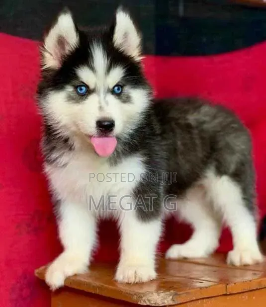 1-3 months Male Purebred Siberian Husky