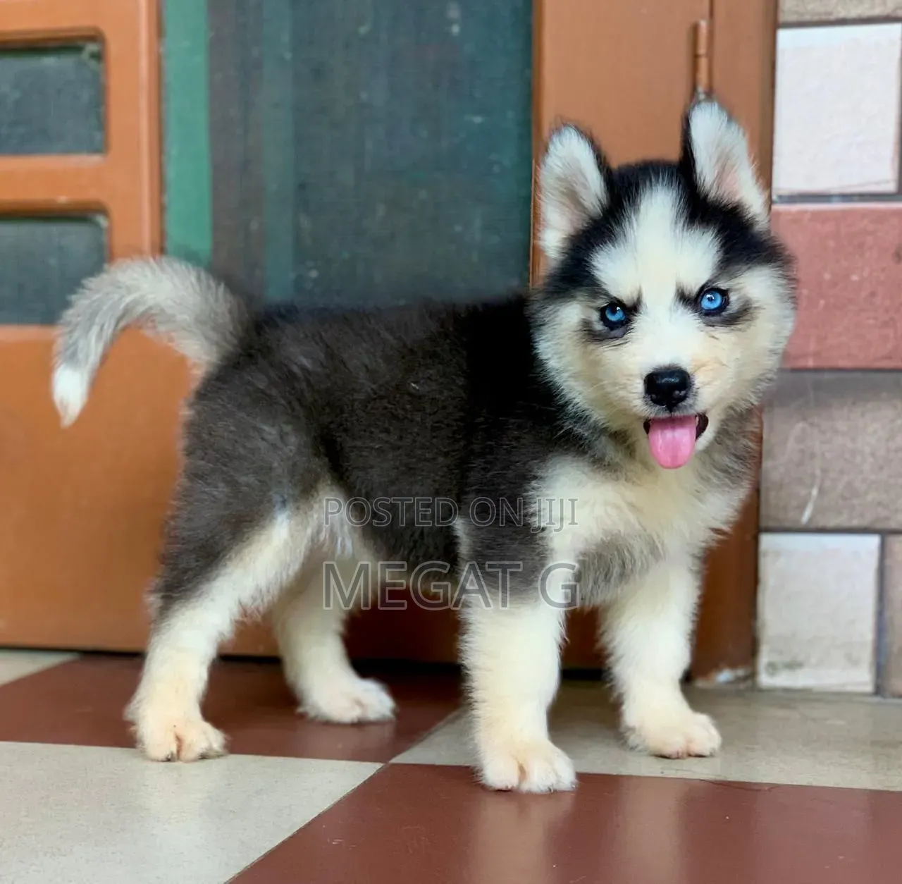 1-3 months Male Purebred Siberian Husky