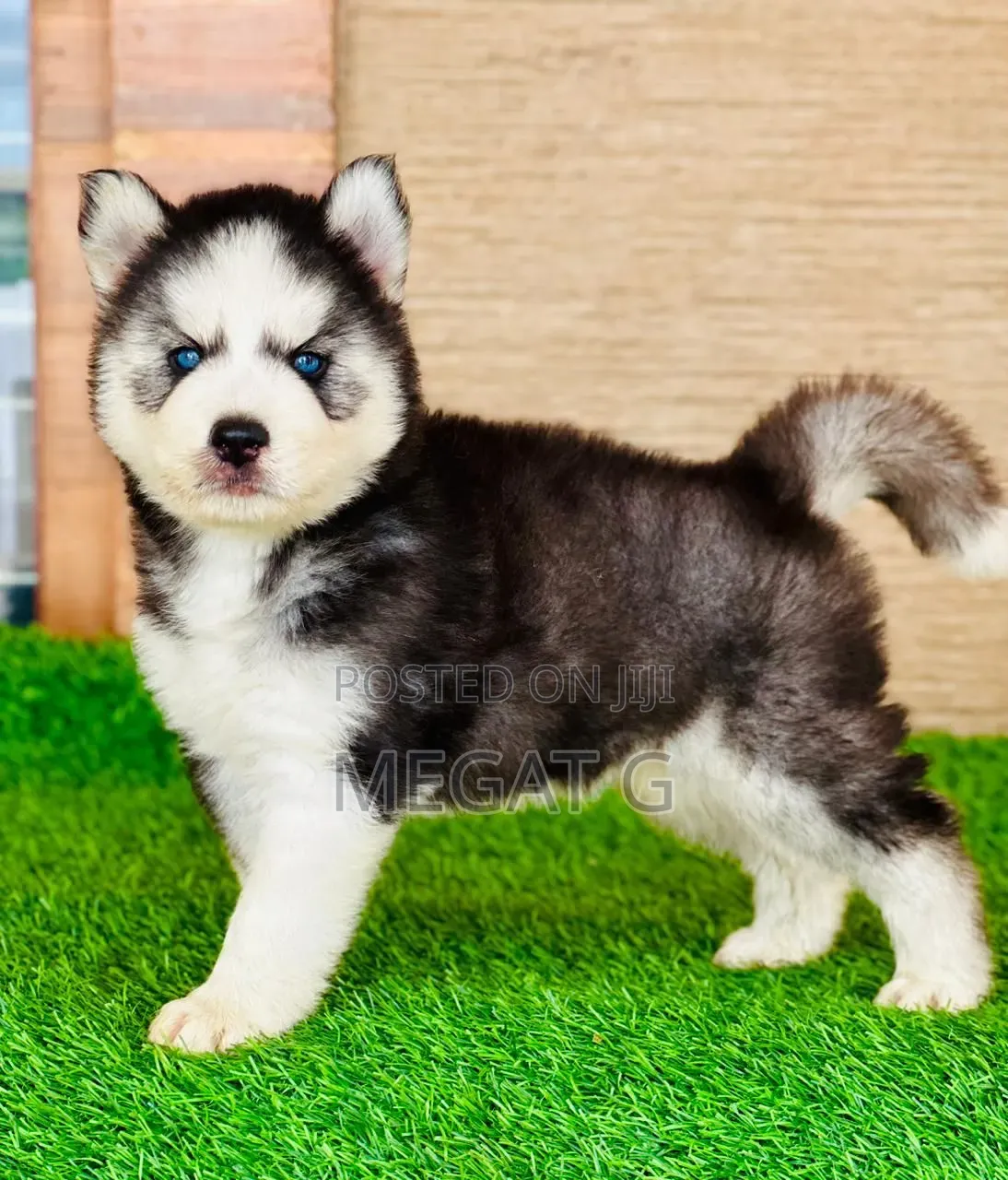 1-3 months Male Purebred Siberian Husky