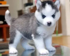 1-3 months Male Purebred Siberian Husky