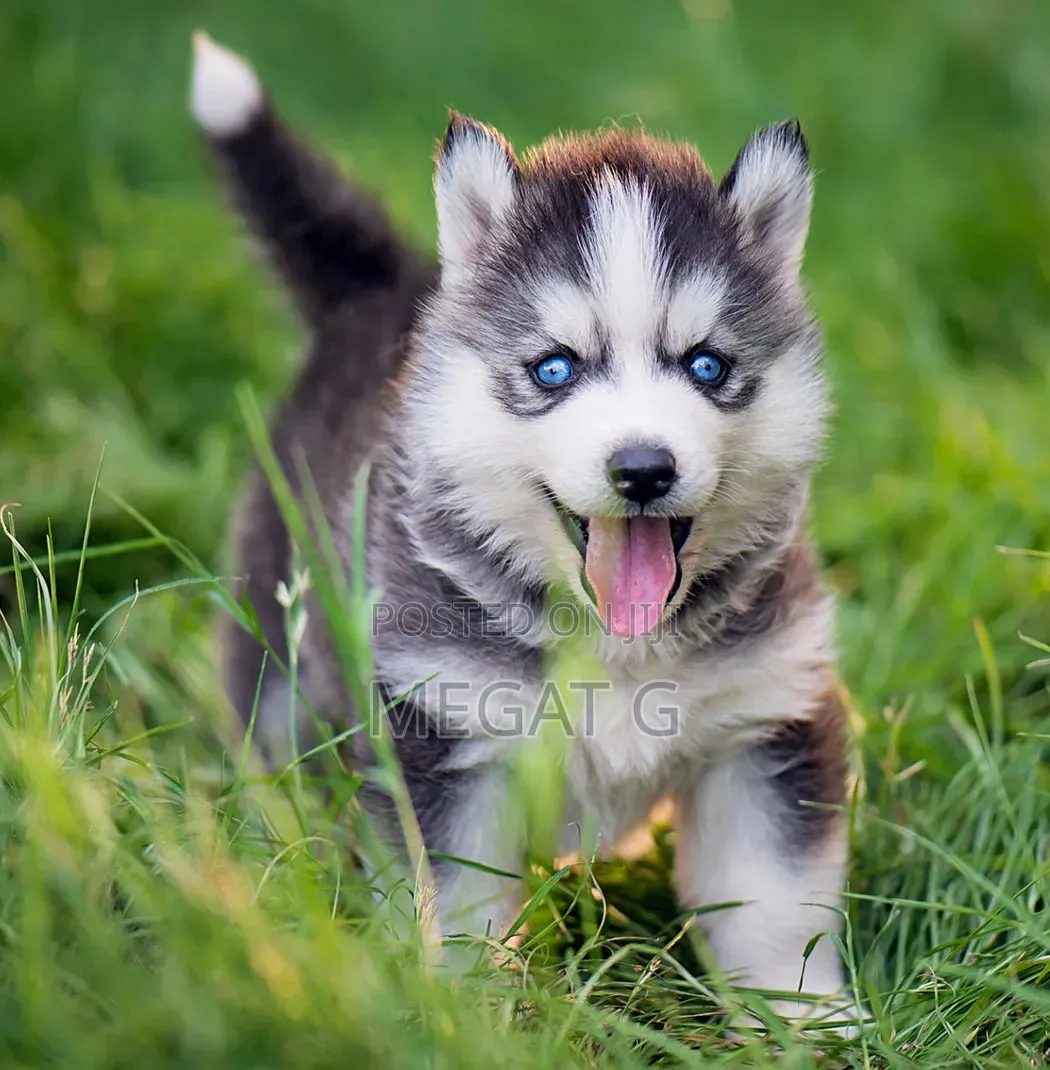 1-3 months Male Purebred Siberian Husky