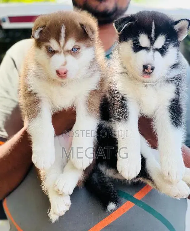 1-3 months Male Purebred Siberian Husky