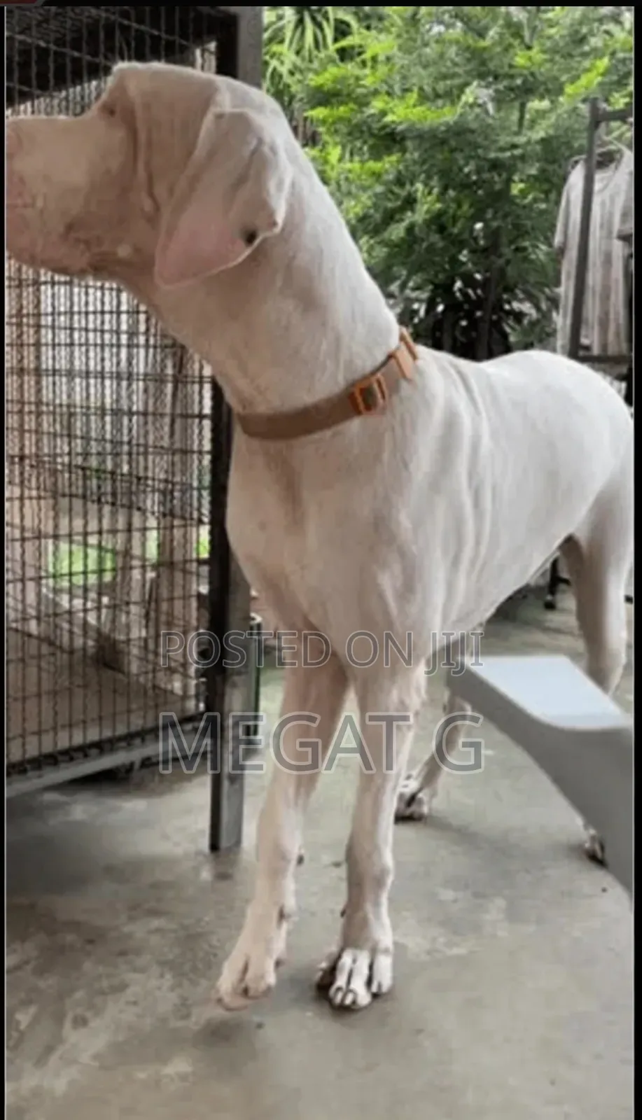 1-3 months Male Purebred Great Dane