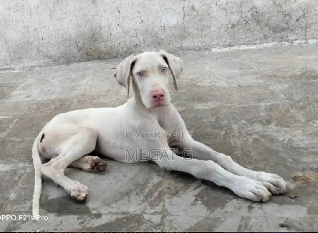 1-3 months Male Purebred Great Dane