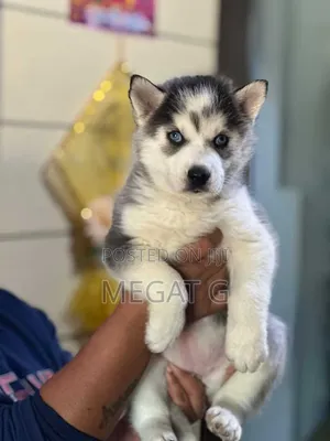 1-3 months Male Purebred Siberian Husky