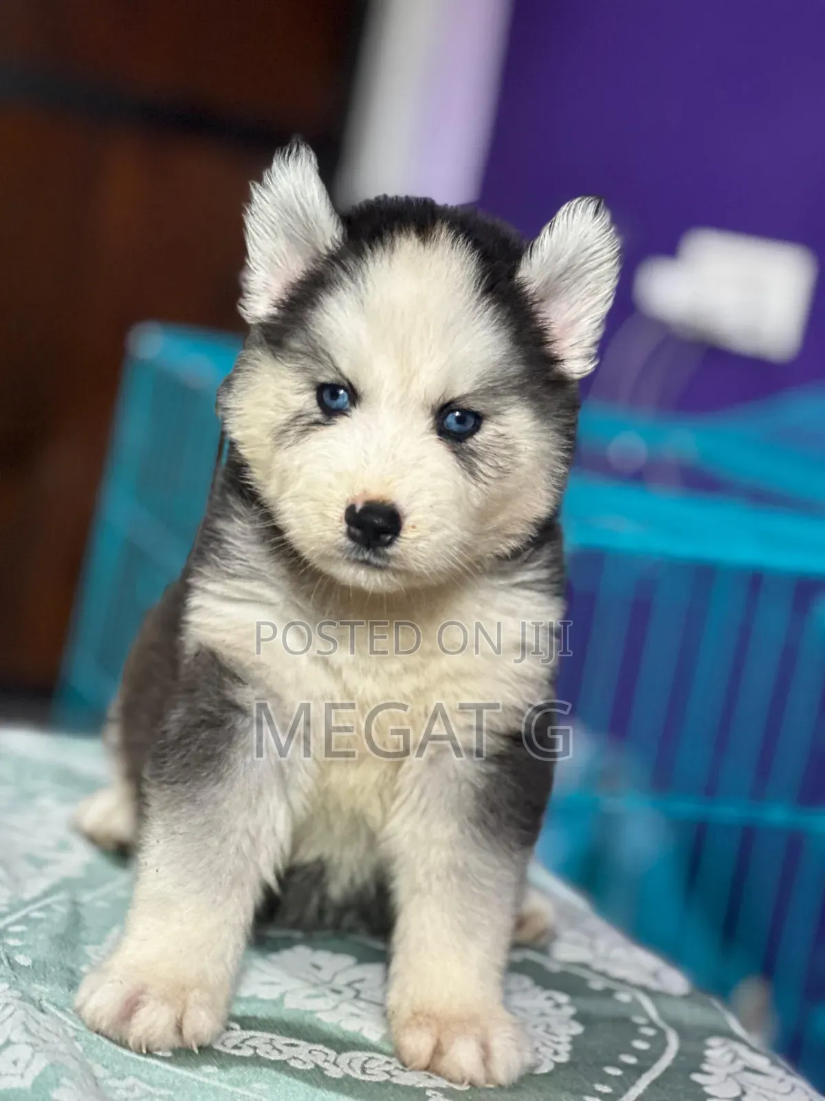 1-3 months Male Purebred Siberian Husky