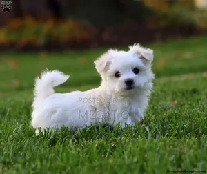 1-3 months Male Purebred Maltese
