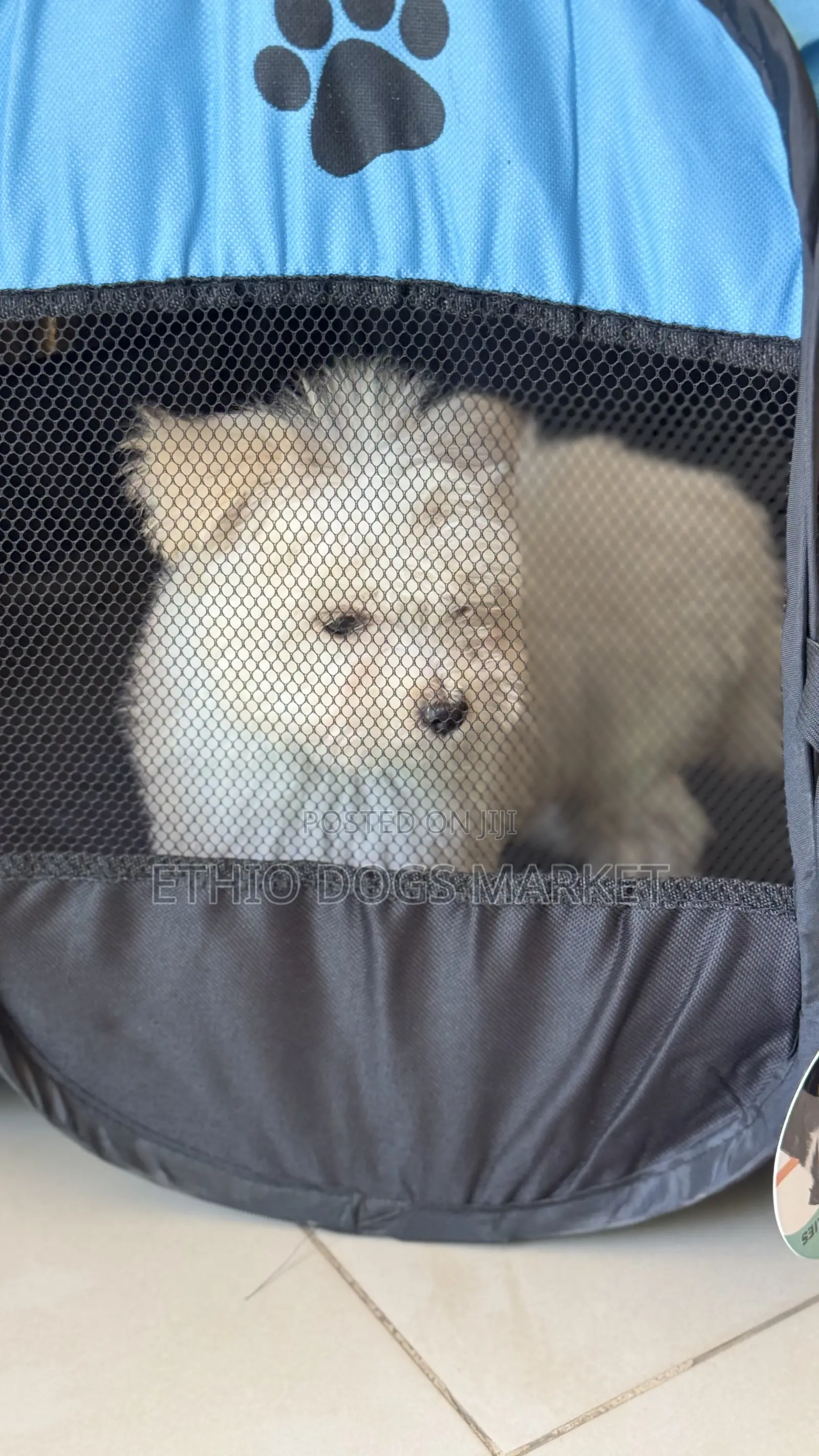 1-3 months Female Purebred Maltese
