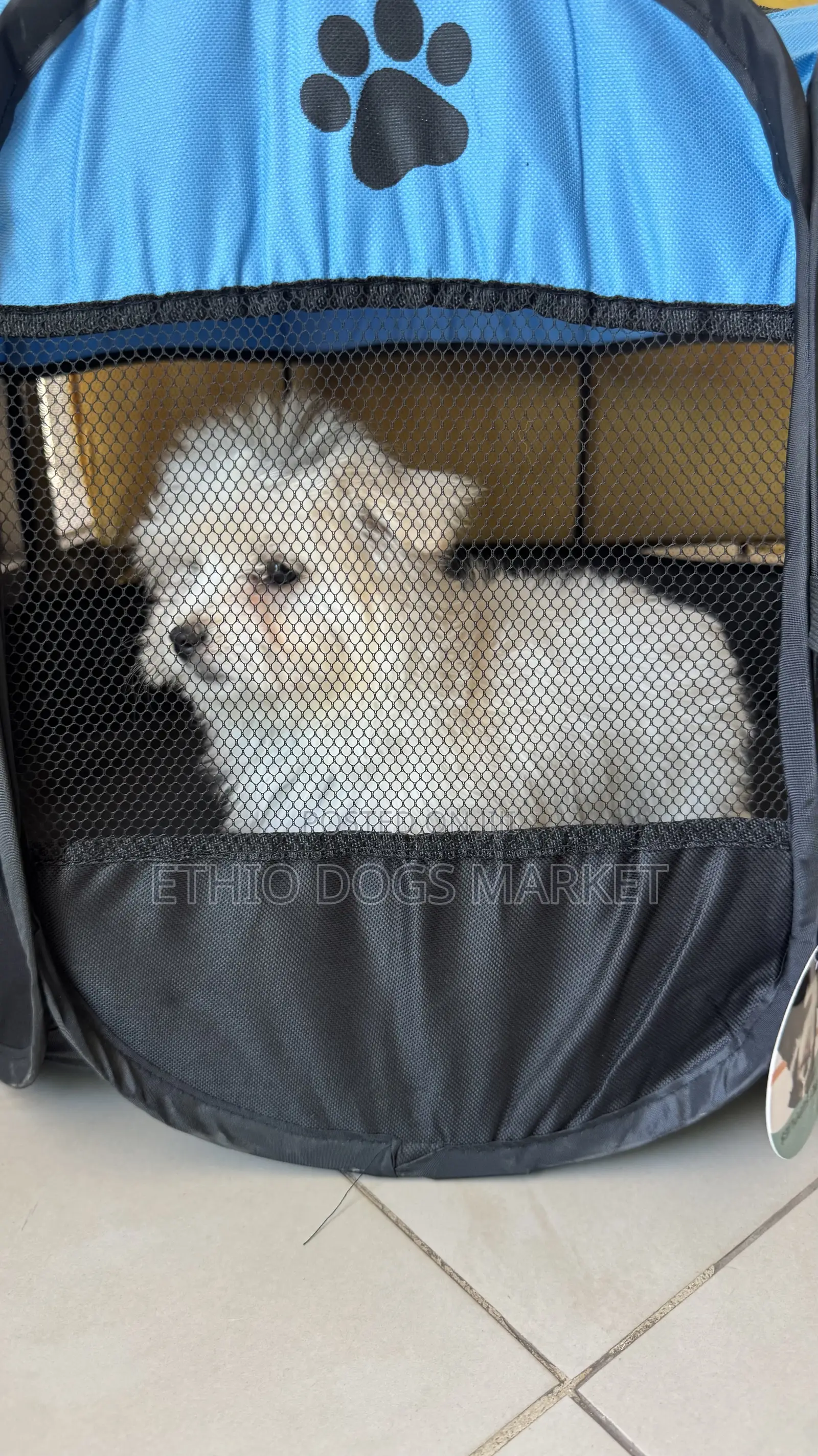 1-3 months Female Purebred Maltese