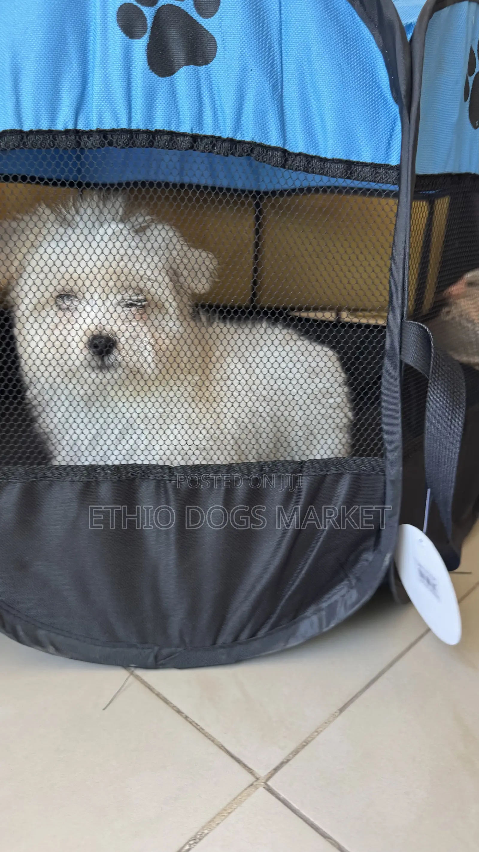 1-3 months Female Purebred Maltese