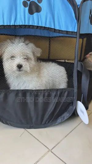 1-3 months Female Purebred Maltese