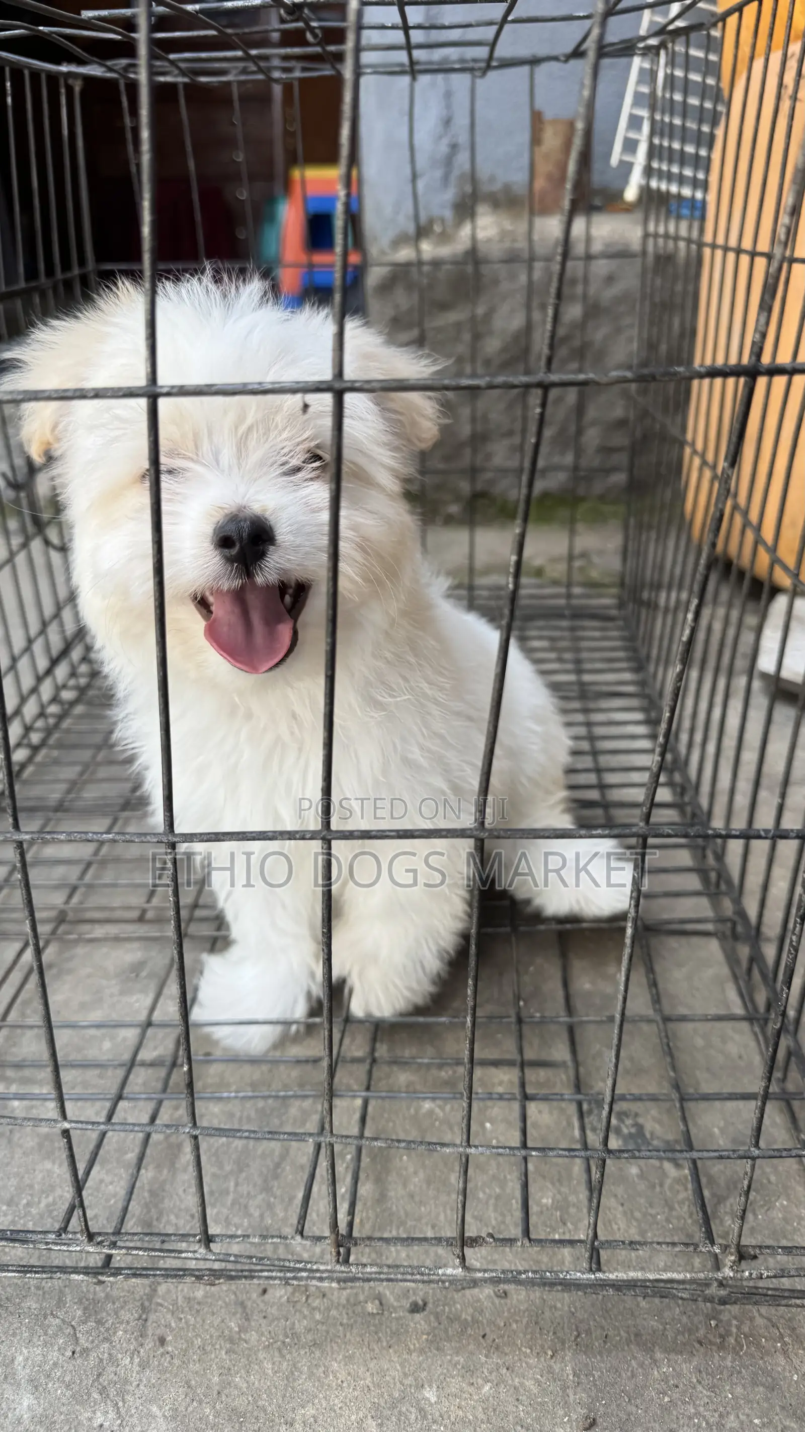1-3 months Male Purebred Maltese