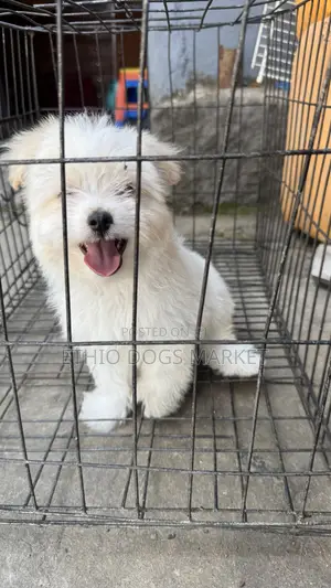 1-3 months Male Purebred Maltese