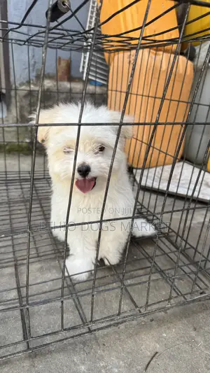 1-3 months Male Purebred Maltese