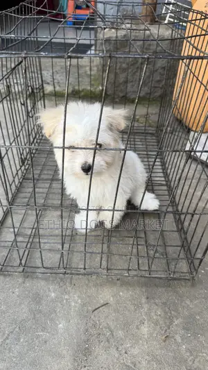 1-3 months Male Purebred Maltese