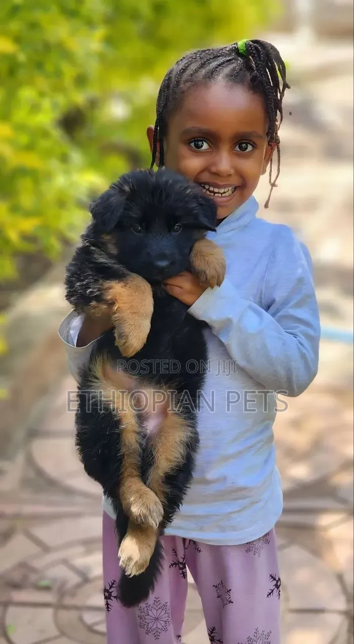 1-3 months Male Purebred German Shepherd
