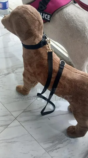 Dog Collars and Leash