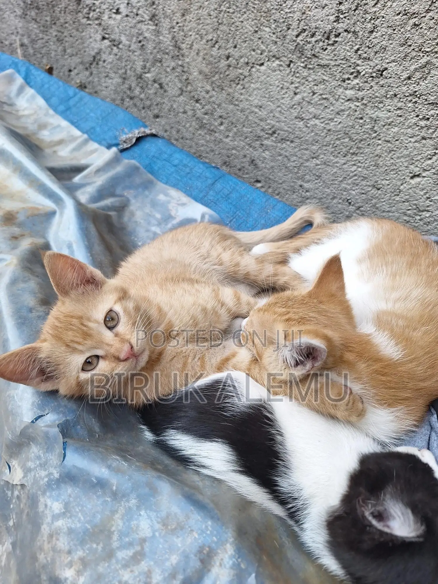1-3 months Male Purebred Abyssinian
