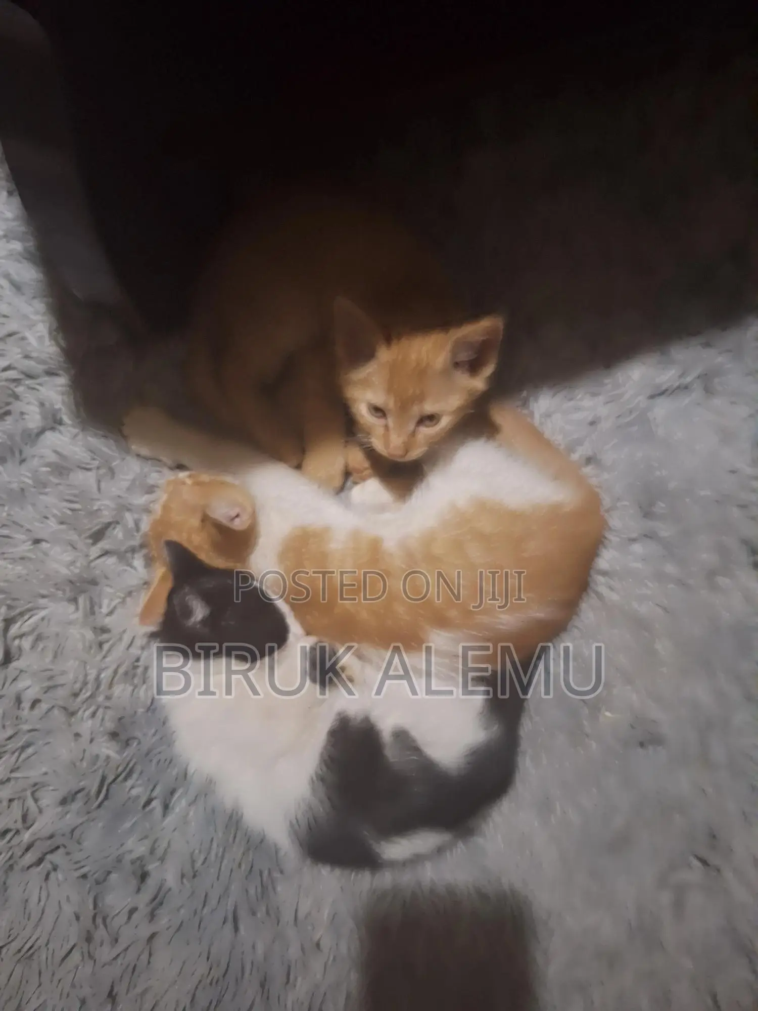 1-3 months Male Purebred Abyssinian
