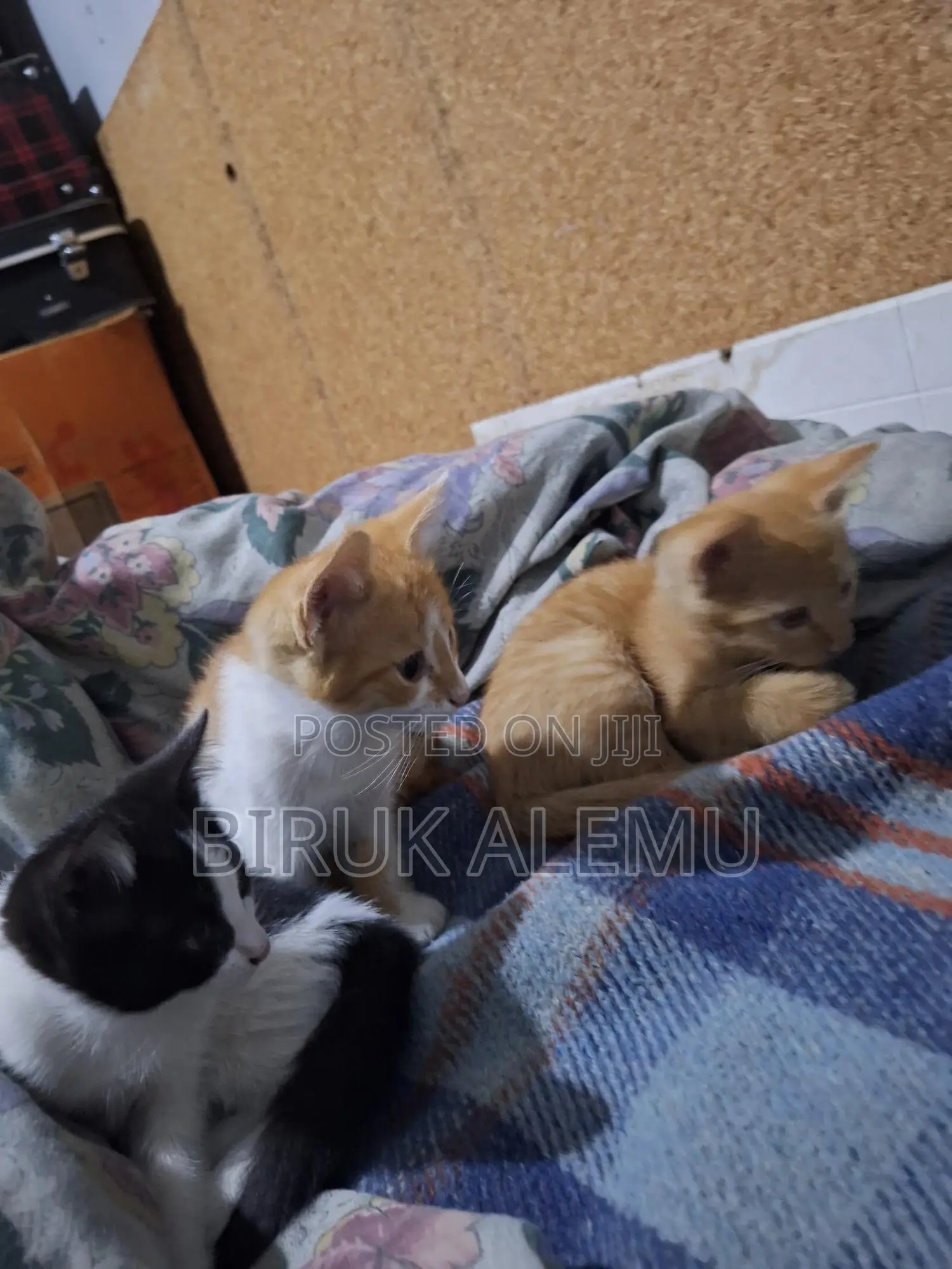 1-3 months Male Purebred Abyssinian