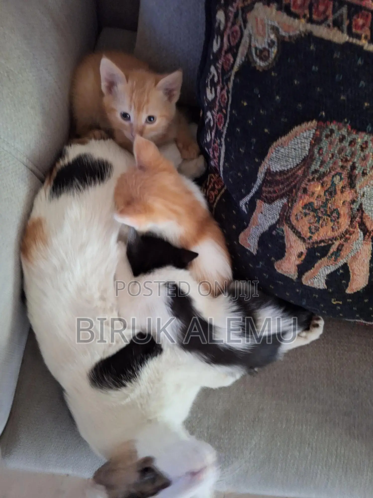 1-3 months Male Purebred Abyssinian