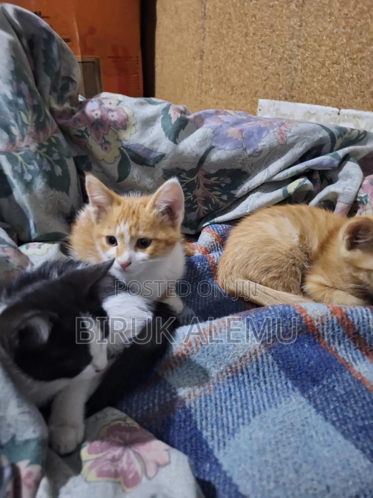 1-3 months Male Purebred Abyssinian