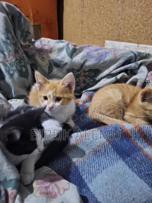 1-3 months Male Purebred Abyssinian