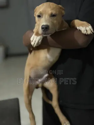 1-3 months Male Purebred American Bully