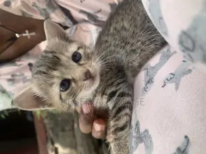 0-1 month Female Purebred Abyssinian