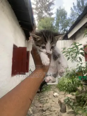 0-1 month Female Purebred Abyssinian