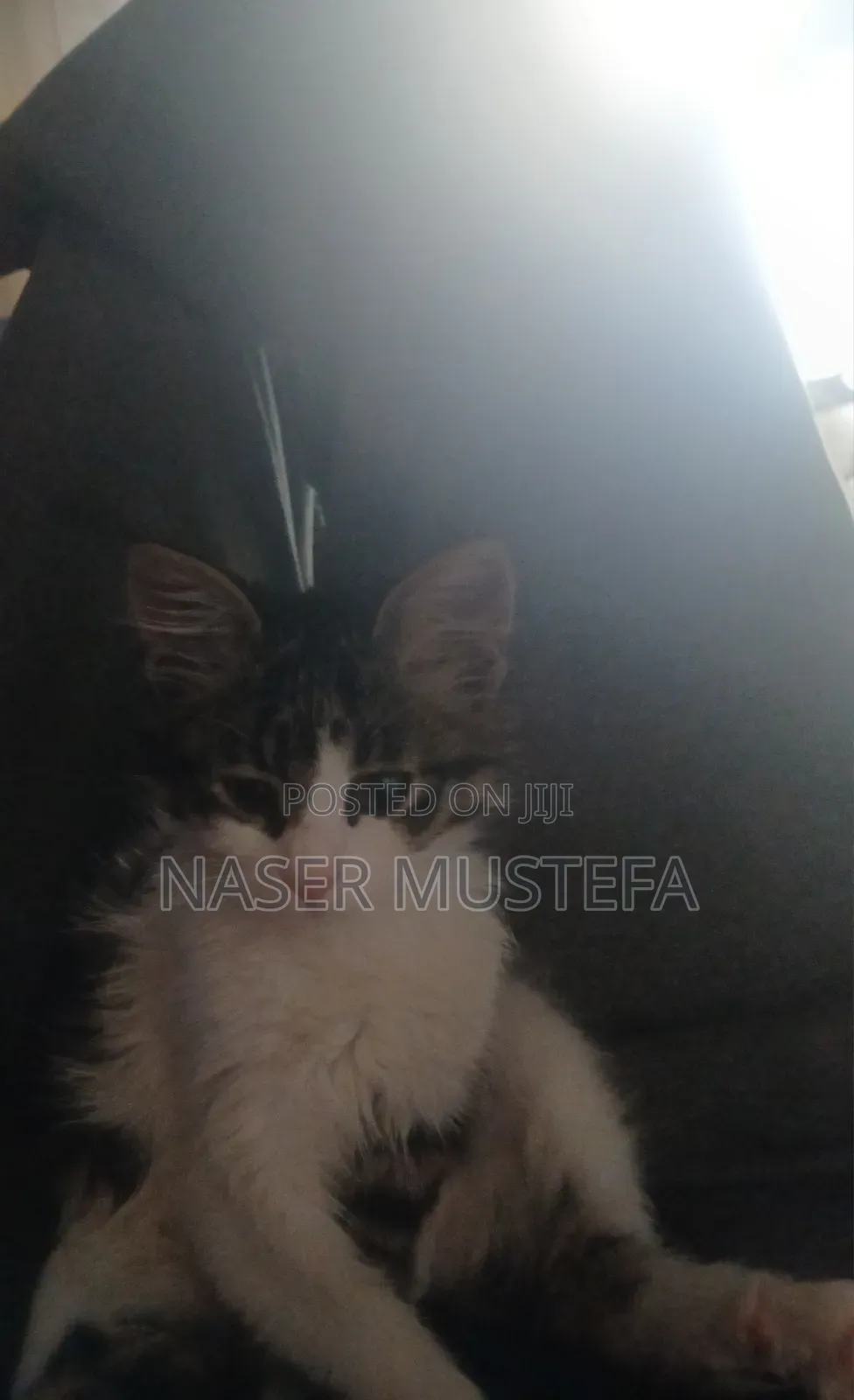 1-3 months Female Mixed Breed Abyssinian