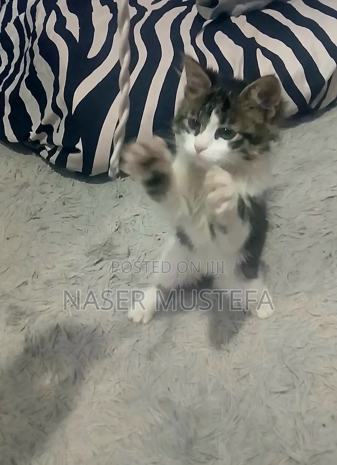1-3 months Female Mixed Breed Abyssinian