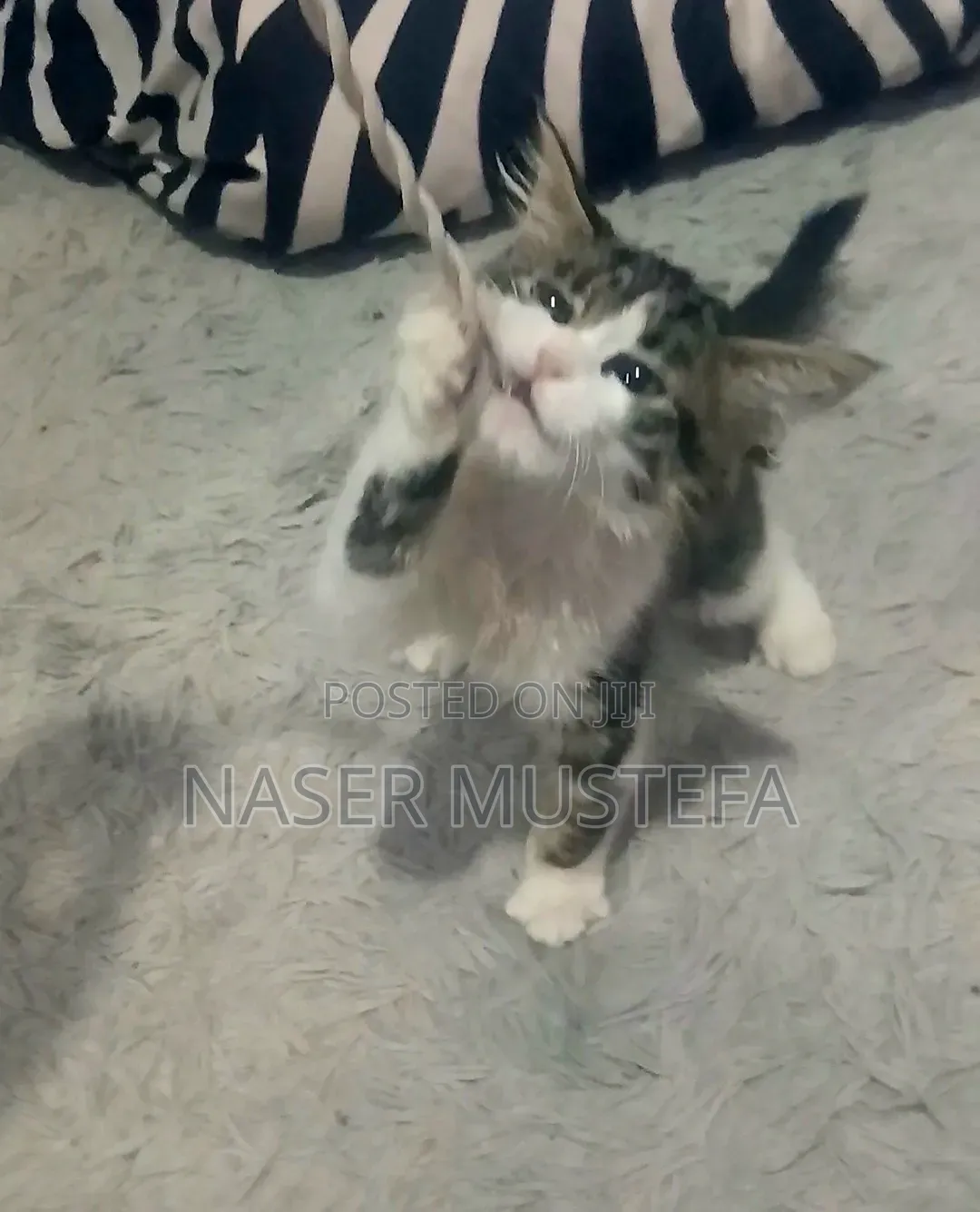 1-3 months Female Mixed Breed Abyssinian