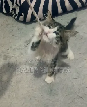 1-3 months Female Mixed Breed Abyssinian
