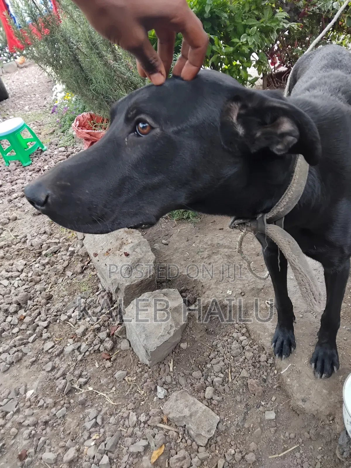 6-12 months Female Purebred Great Dane