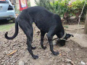 6-12 months Female Purebred Great Dane
