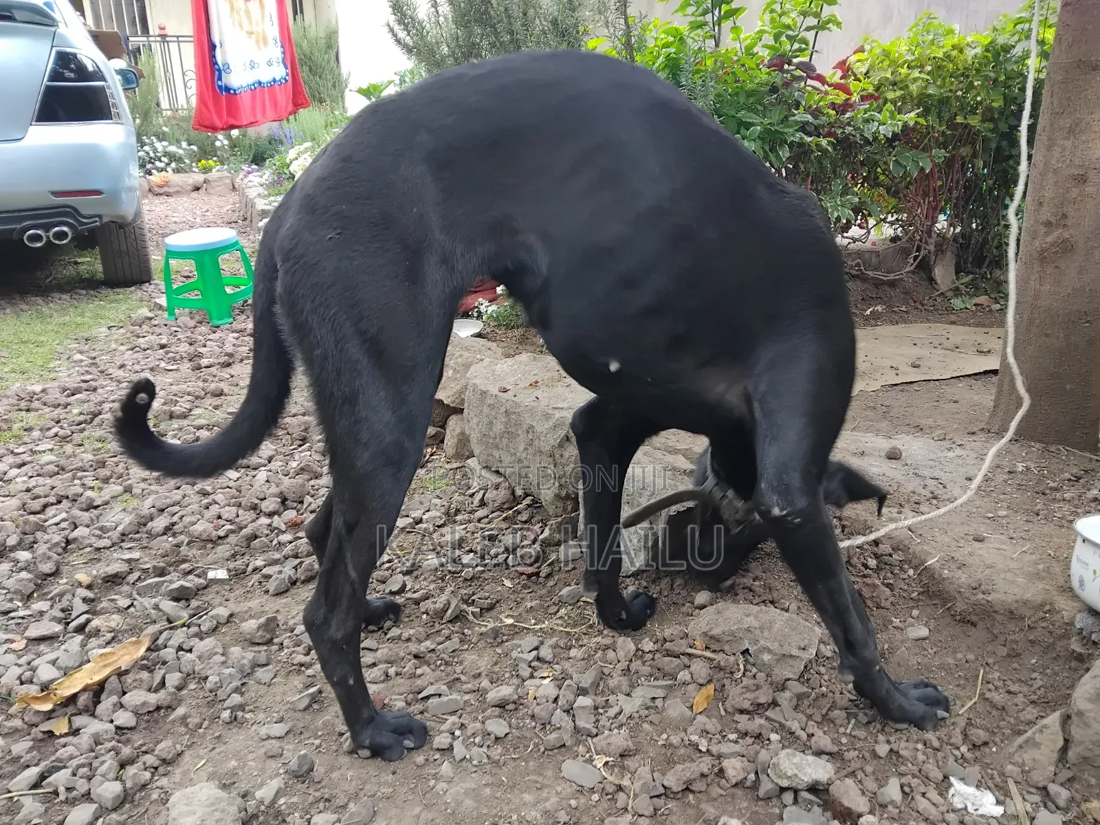6-12 months Female Purebred Great Dane