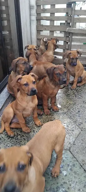 1-3 months Male Purebred Mastiff