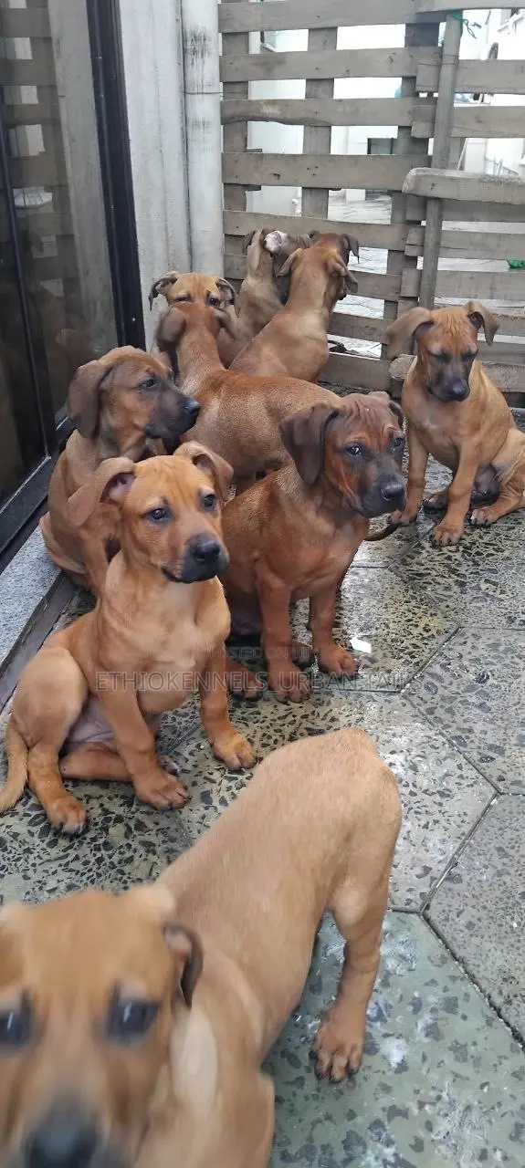 1-3 months Male Purebred Mastiff