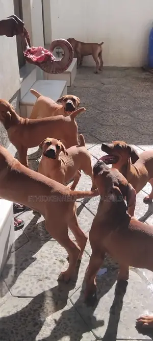 1-3 months Male Purebred Mastiff